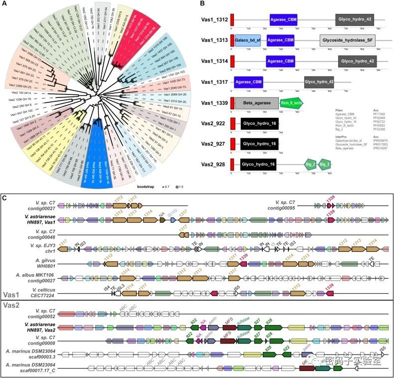 微生物基因组研究：新种鉴定、进化分型和比较分析(图8)